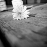 DSC_3005BLOG